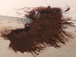 Attēlu rezultāti vaicājumam “Amaurochaete sp.”