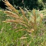 Attēlu rezultāti vaicājumam “Bromopsis inermis fruit”