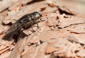 Attēlu rezultāti vaicājumam “Chalcophora mariana”