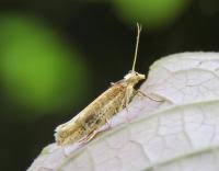 Attēlu rezultāti vaicājumam “Ypsolopha parenthesella”