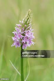 Attēlu rezultāti vaicājumam “Dactylorhiza fuchsii”