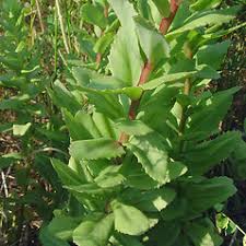 Attēlu rezultāti vaicājumam “Hylotelephium telephium bud”