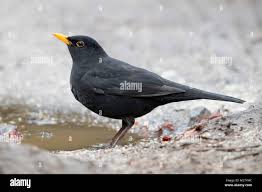 Attēlu rezultāti vaicājumam “Turdus merula male”