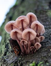 Attēlu rezultāti vaicājumam “Mycena haematopus”