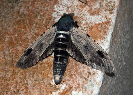 Attēlu rezultāti vaicājumam “Cossidae”