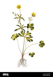 Attēlu rezultāti vaicājumam “Ranunculus auricomus”