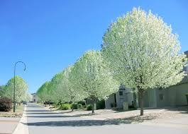 Attēlu rezultāti vaicājumam “Populus alba”