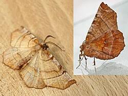 Attēlu rezultāti vaicājumam “Selenia dentaria imago”