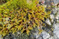 Attēlu rezultāti vaicājumam “Hypnum cupressiforme var. lacunosum sporophyte”