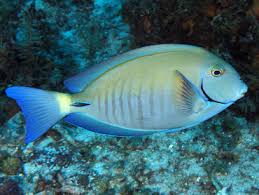Image result for Acanthurus chirurgus