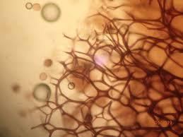 Attēlu rezultāti vaicājumam “Lamproderma pseudomaculatum macro”