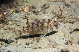 Image result for Stenotomus chrysops