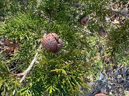 Attēlu rezultāti vaicājumam “Gymnosporangium sp.”