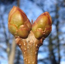 Attēlu rezultāti vaicājumam “Armeria vulgaris bud”