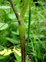 Image result for Chaerophyllum aureum