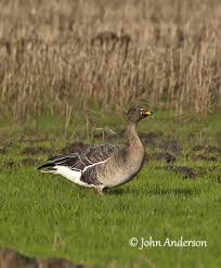 Attēlu rezultāti vaicājumam “Anser serrirostris adult”