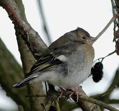 Attēlu rezultāti vaicājumam “Fringilla coelebs juvenile”