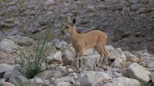 Attēlu rezultāti vaicājumam “Capra juvenile”