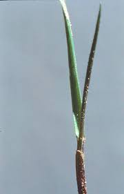 Attēlu rezultāti vaicājumam “Elytrigia repens leaf”