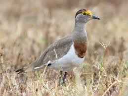 Attēlu rezultāti vaicājumam “Vanellus vanellus adult”