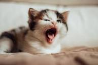 Why yawns are contagious—in all kinds of animals | Science | AAAS