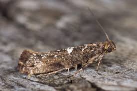 Attēlu rezultāti vaicājumam “Acrolepiopsis assectella”