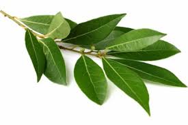 Image result for feuille-laurier-silex