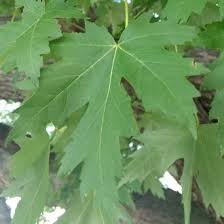 Attēlu rezultāti vaicājumam “Acer saccharinum leaf”