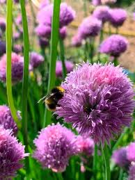 Attēlu rezultāti vaicājumam “Allium schoenoprasum flower”