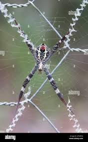 Image result for st andrews cross spider