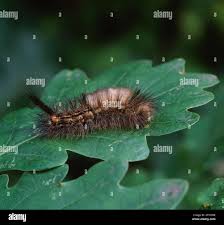 Attēlu rezultāti vaicājumam “Calliteara pudibunda larva”