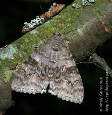 Attēlu rezultāti vaicājumam “Catocala nupta”