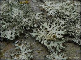 Attēlu rezultāti vaicājumam “Physcia adscendens”