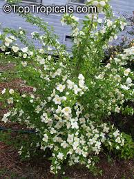 Attēlu rezultāti vaicājumam “Philadelphus coronarius flower”