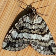 Attēlu rezultāti vaicājumam “Hydriomena furcata”