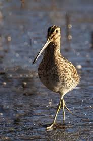 Image result for Gallinago gallinago