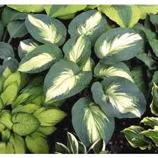 Attēlu rezultāti vaicājumam “Hosta sp.”