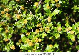 Attēlu rezultāti vaicājumam “Ribes alpinum leaf”