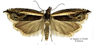 Attēlu rezultāti vaicājumam “Ancylis apicella”