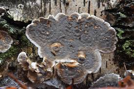 Attēlu rezultāti vaicājumam “Bjerkandera fumosa”