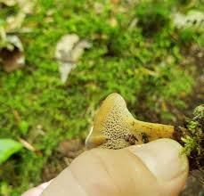 Attēlu rezultāti vaicājumam “Onnia triquetra”