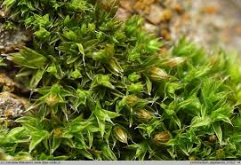 Attēlu rezultāti vaicājumam “Orthotrichum diaphanum”