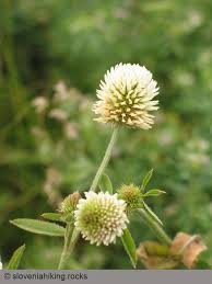 Attēlu rezultāti vaicājumam “Trifolium montanum”