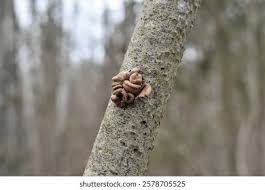 Attēlu rezultāti vaicājumam “Encoelia furfuracea”