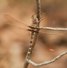 Attēlu rezultāti vaicājumam “Diderma roanense macro”