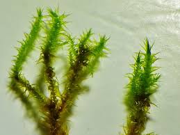 Attēlu rezultāti vaicājumam “Campylium stellatum”