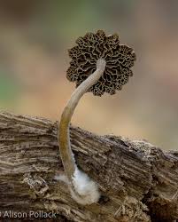 Attēlu rezultāti vaicājumam “Ceratiomyxa morchella stalked”