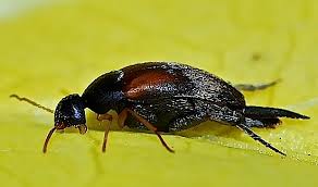 Attēlu rezultāti vaicājumam “Mordellidae”