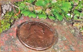 Attēlu rezultāti vaicājumam “Reboulia hemisphaerica”