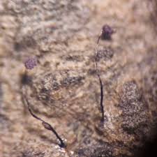 Attēlu rezultāti vaicājumam “Cribraria violacea stalked”